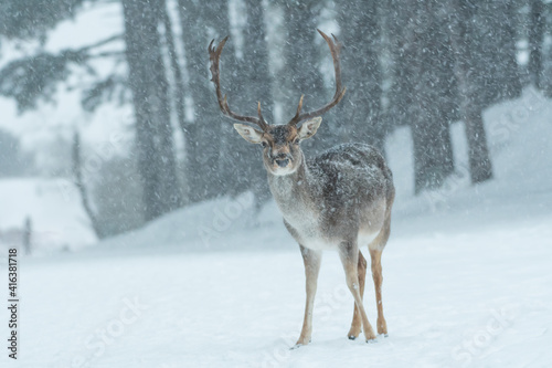 Fallow deer in the snowy world with freshly fallen snow. Photographed in the dunes of the Netherlands.