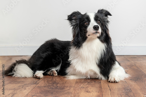 border collie dog looking attentive with ears up