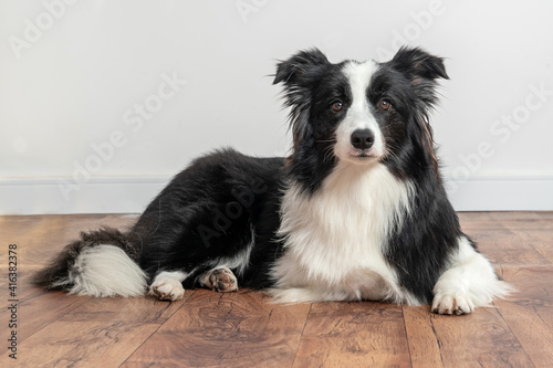 attentive border collie lying and looking to the camera