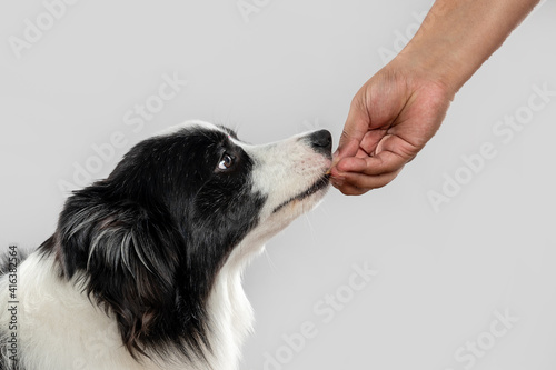 a woman hand feeding a dog on a white background