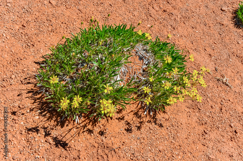 Desert plants growing in the sand. Arches National Park, Moab, Utah, US