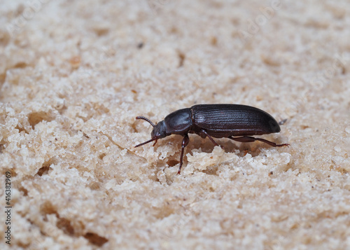 mehlkäfer, tenebrio molitor, als nahaufnahme, käfer sitzt auf brot, seitenansicht © Holger T.K.