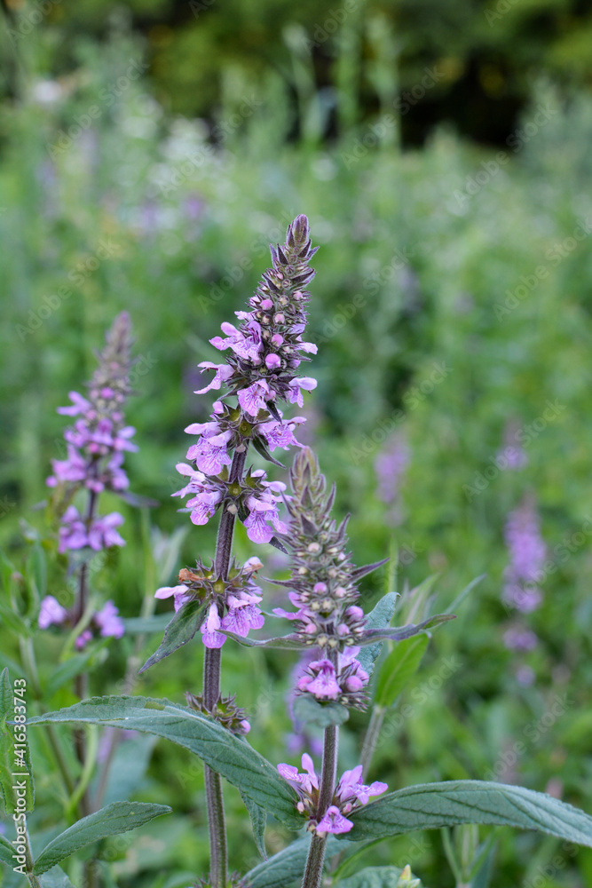 Obraz premium Stachys palustris grows among grasses in nature