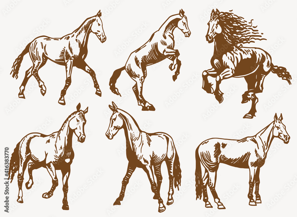 Fototapeta premium vintage vector set of graphical horses,illustration