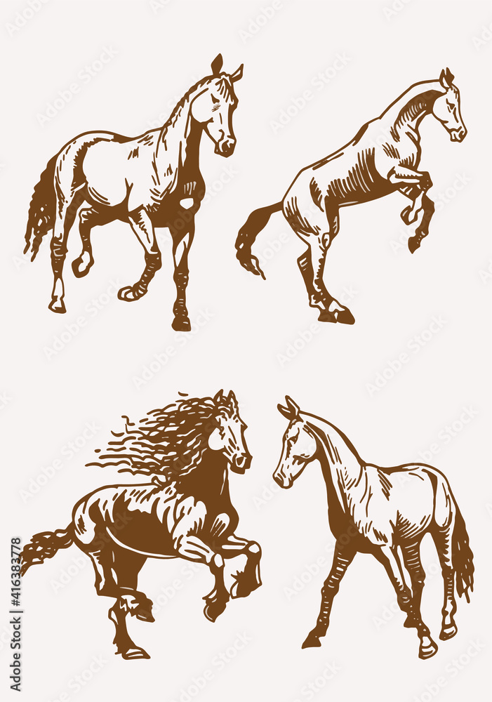 Fototapeta vintage vector set of graphical horses,illustration