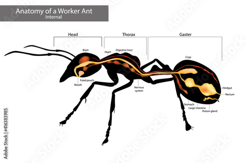 Internal Ant Anatomy. Characteristics Common to all Ants