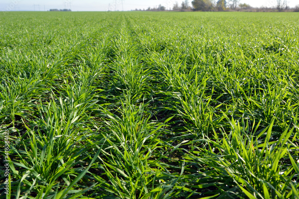 Fototapeta premium Winter wheat sowings