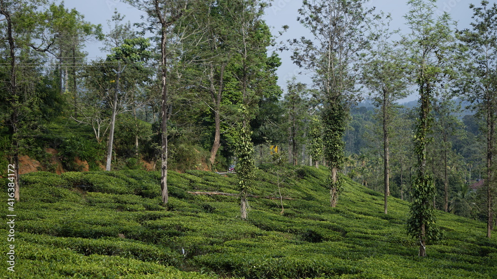tea garden in Wayanad, Kerala Stock Photo Adobe Stock