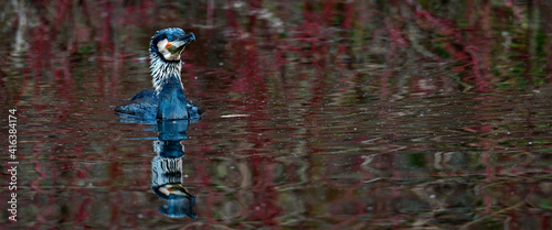 Great cormorant // Kormoran (Phalacrocorax carbo) photo