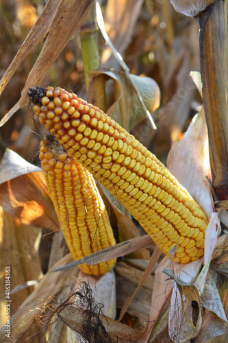 A cob ripened on a corn stalk