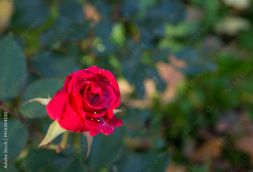 Red rose flower on a background of green flower beds. Dewdrop on flower petals. Red rose flower on a background of green flower beds. Dewdrop on flower petals.