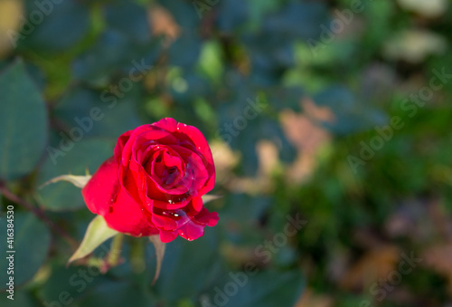 Red rose flower on a background of green flower beds. Dewdrop on flower petals.