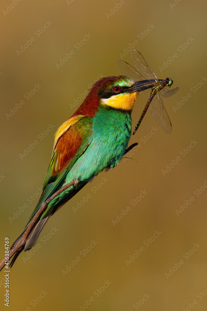European bee-eater, merops apiaster, sitting on twing in summer sunlight. Colorful bird holding insect in beak. Multicoloured fetahered animal catching dragonfly on sun.