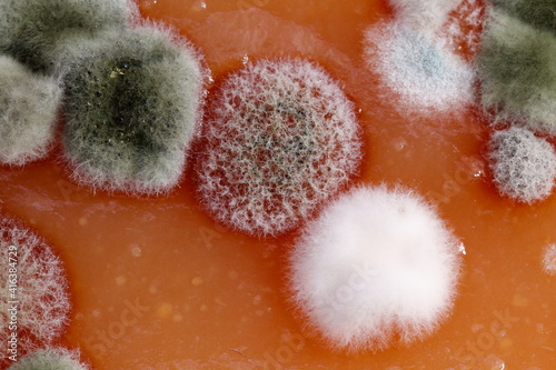 Homemade quince spoiled with mold
