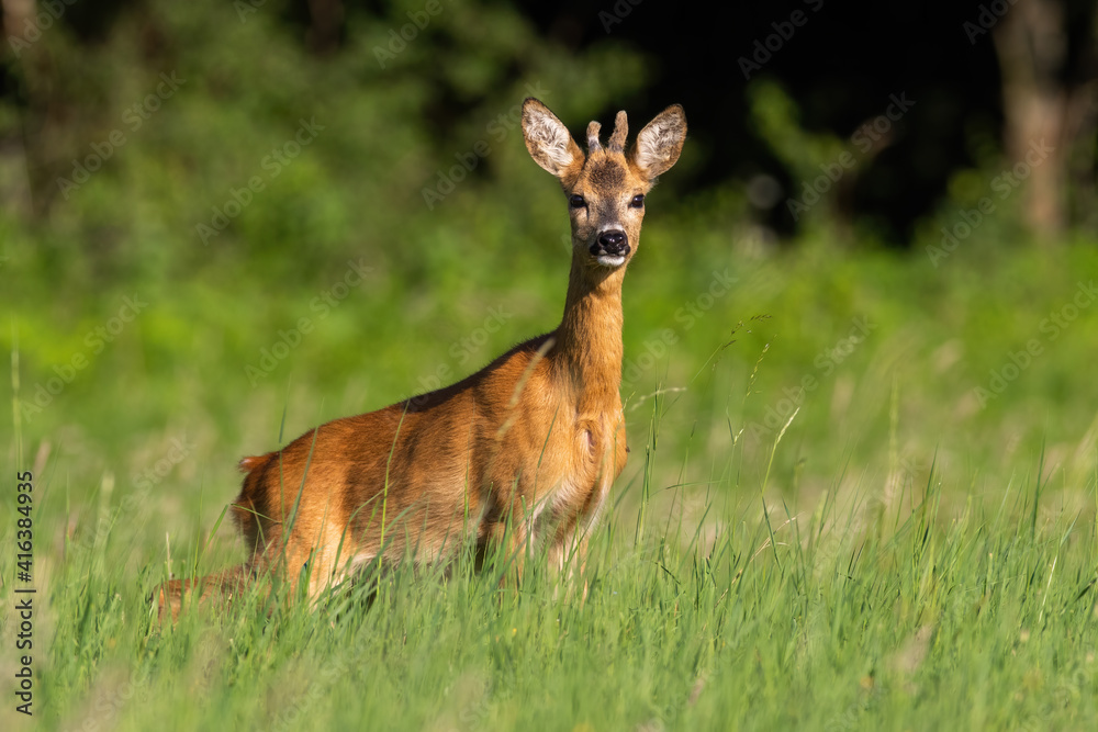 Roe deer, capreolus capreolus, standing on pasture in summertime sunlight. Young roebuck with growing antlers wrapped in velvet looking on grass. Male animal staring on meadow. Roe deer, capreolus capreolus, standing on pasture in summertime sunlight. Young roebuck with growing antlers wrapped in velvet looking on grass. Male animal staring on meadow.