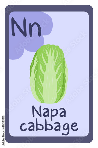 Colorful abc education flash card, Letter N - napa cabbage, asian vegetable. Alphabet vector illustration with food, fruits and vegetables. School, study, learning concept.