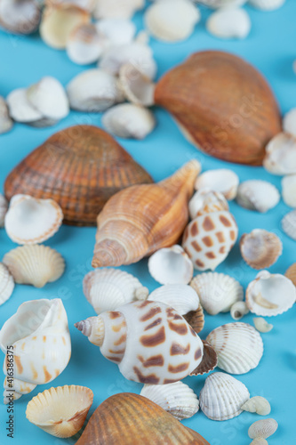 Brown and white sea shells on blue background