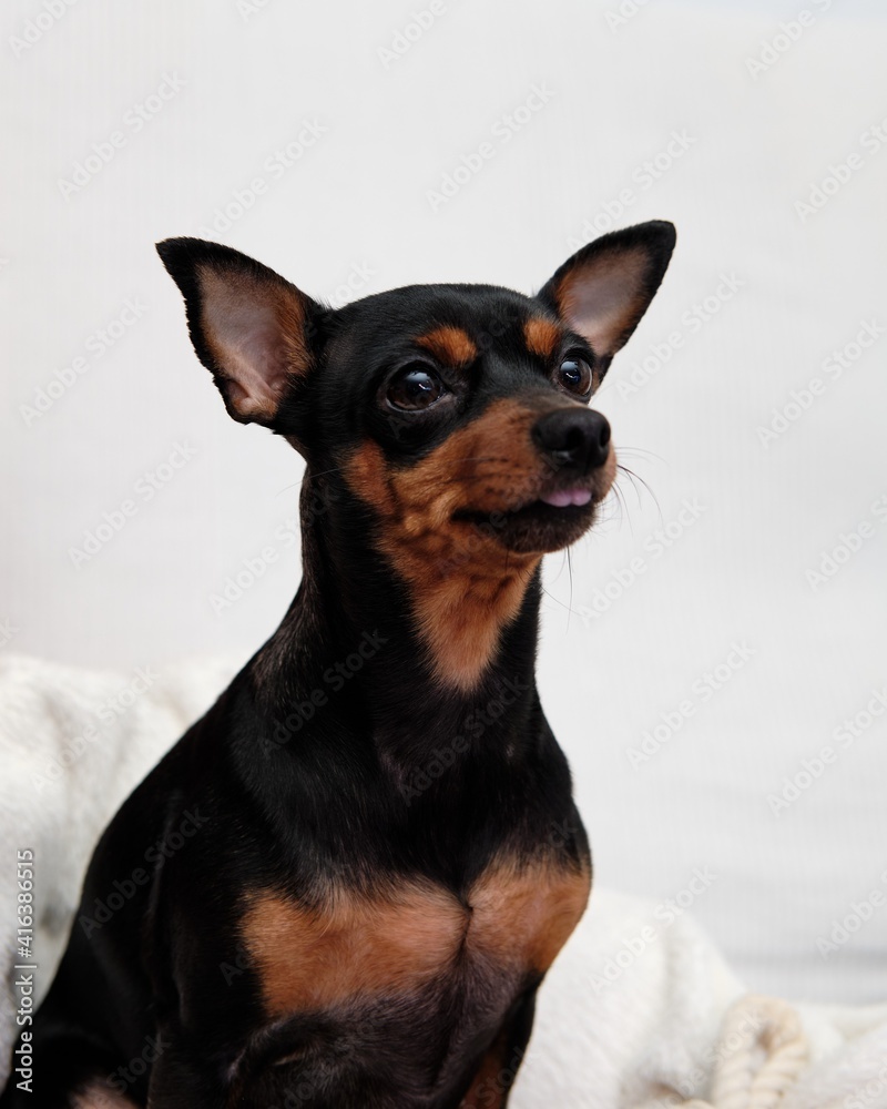Mini Pinscher dog on white background with tongue and big ears pricked.