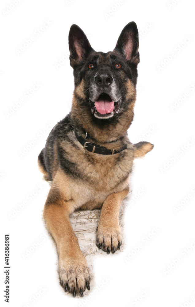 German shepherd dog