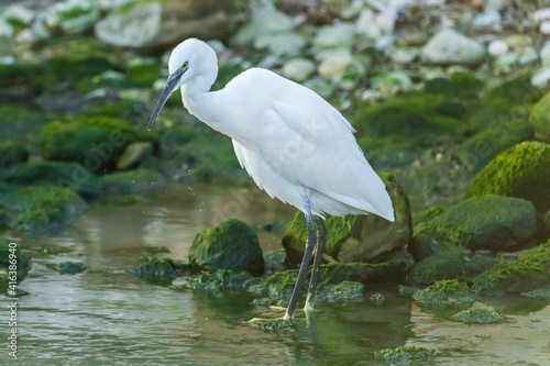 Little Egret at the mouth of a river in the town of Vila Joiosa.