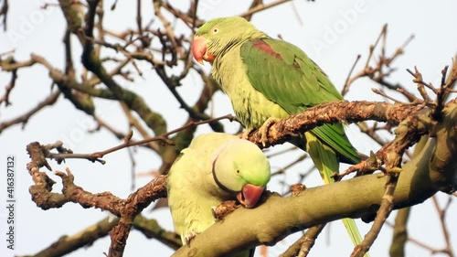 Großer Alexandersittich (Psittacula eupatria) in Wiesbaden im Schlosspark Biebrich