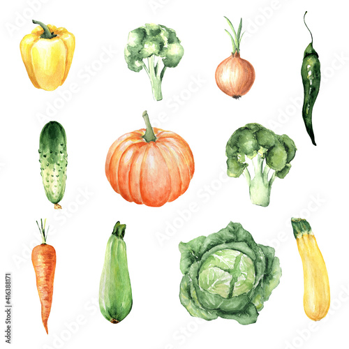 Watercolor hand drawn vegetable set. Pepper, cauliflower, onion, chili pepper, cucumber, pumpkin, carrot, zucchini, cabbage.Isolated elements on white background. Illustration for kitchen.