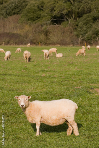 Sheep © Chris Brignell