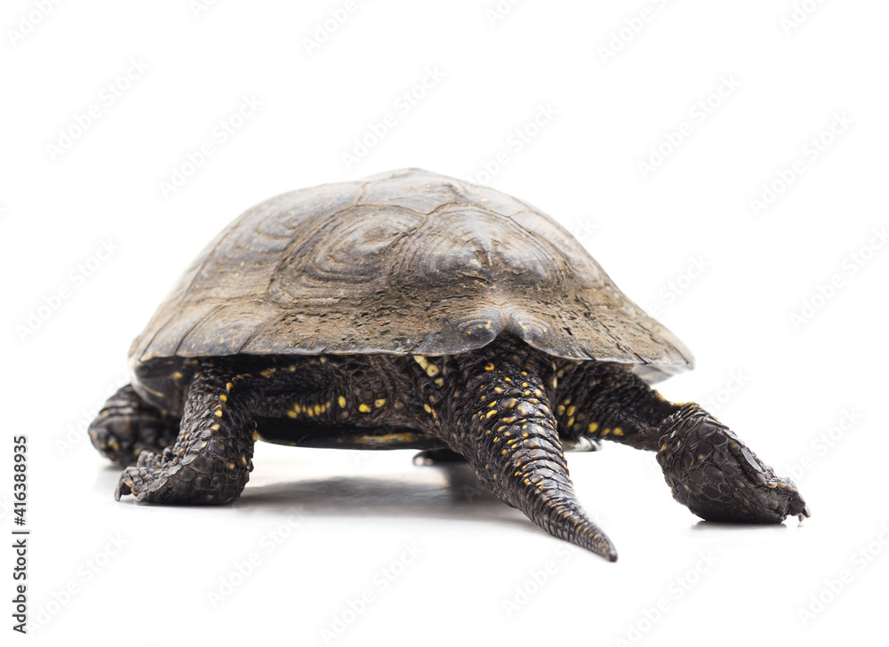 Obraz premium One beautiful turtle.