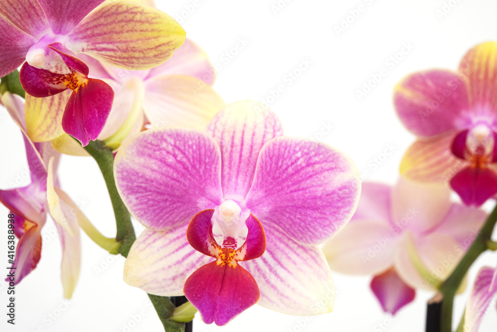 a branch of a beautiful and pink-yellow orchid on a white background a branch of a beautiful and pink-yellow orchid on a white background