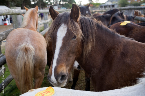 Obraz na płótnie Horses