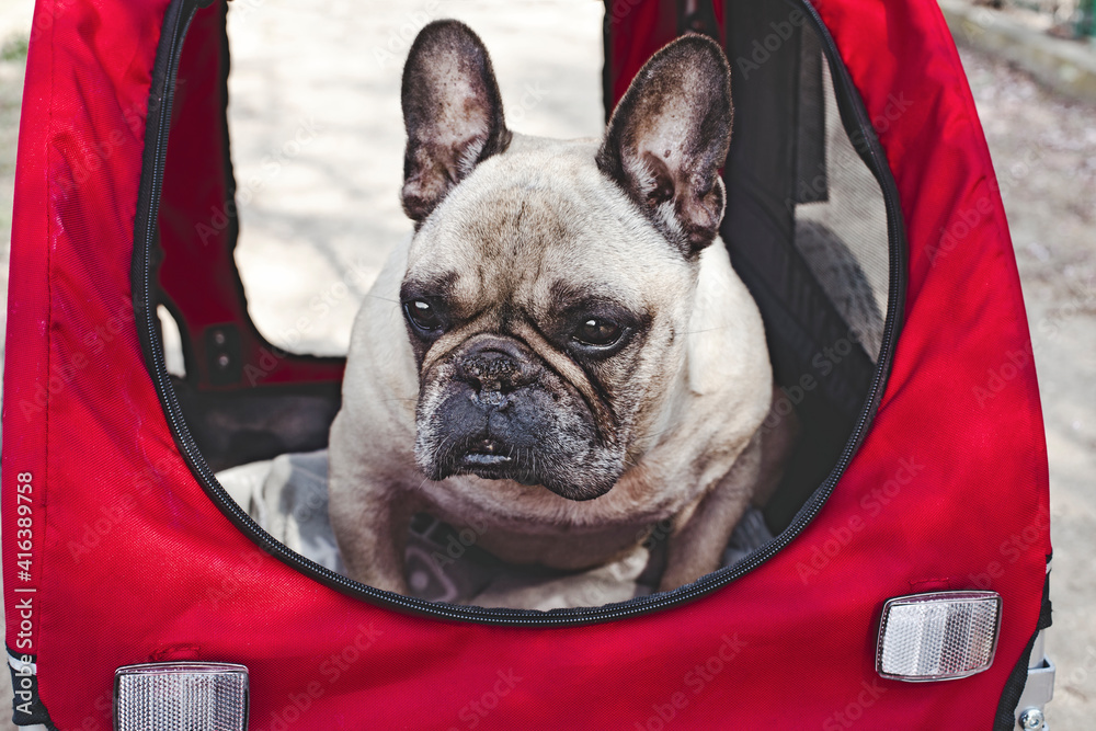The dog is sitting in a pet stroller (pram). Cute French Bulldog. Stock  Photo | Adobe Stock