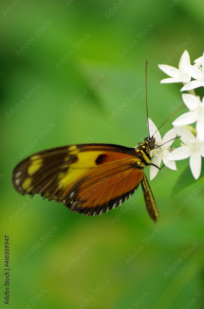 Growing butterflies for business in tropical Mindo area, Ecuador, South-America Growing butterflies for business in tropical Mindo area, Ecuador, South-America