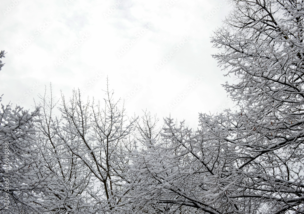 branches of trees covered with a layer of snow against the backdrop of a cloudy sky