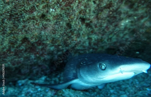 Fototapeta Naklejka Na Ścianę i Meble -  White Tip Shark in Hawaii 
