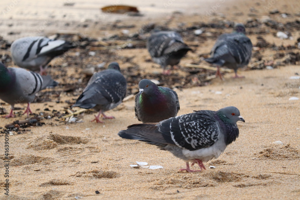Fototapeta premium Pigeons