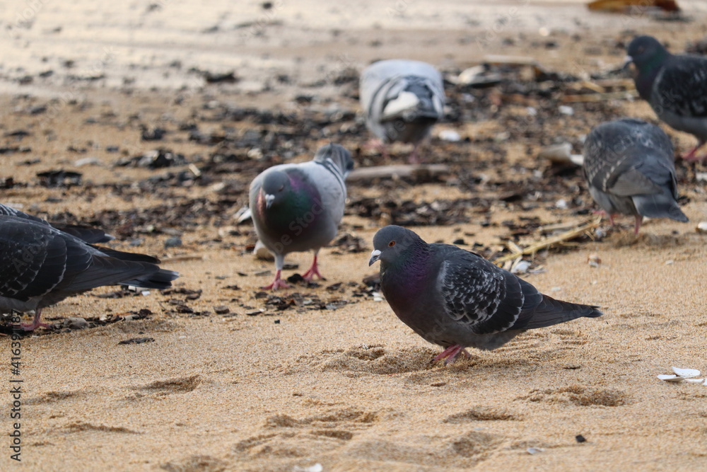 Fototapeta premium Pigeons