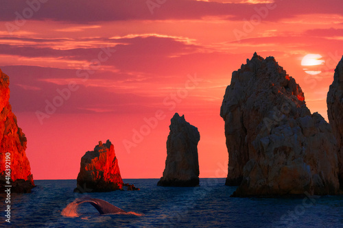 Whale in Sunset in Cabo San Lucas  Mexico