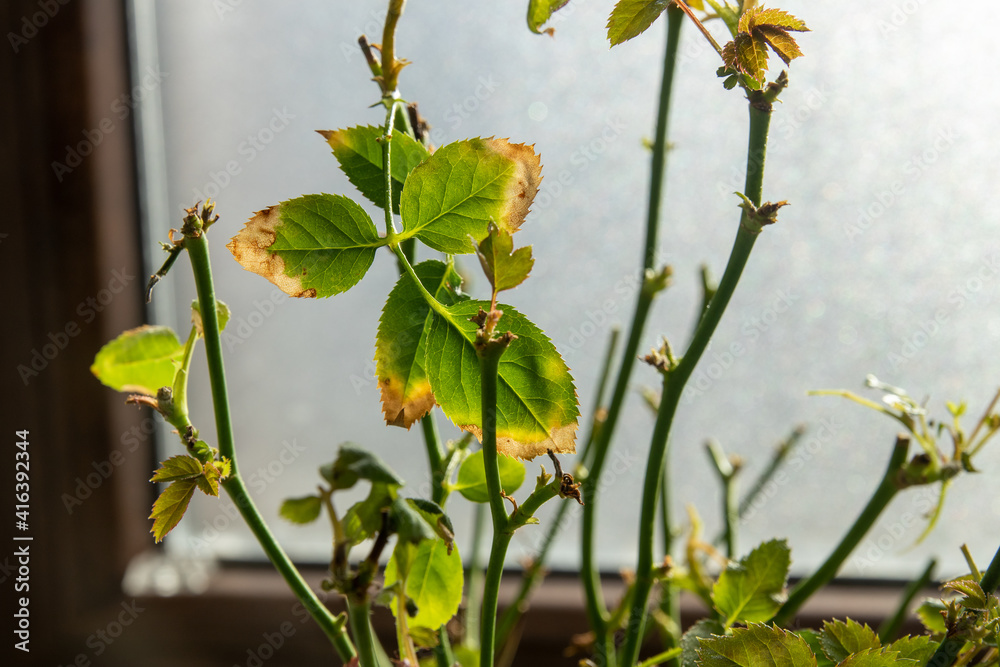 Sick potted rose. Plant diseases. Rose Diseases, Roses in a container Sick potted rose. Plant diseases. Rose Diseases, Roses in a container