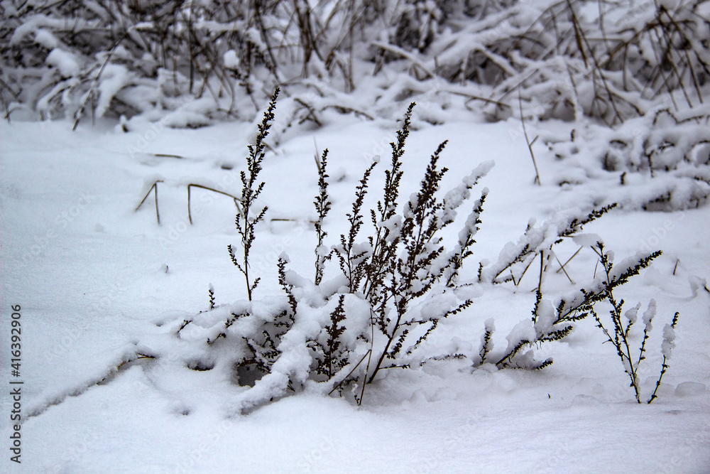 Beautiful winter background with grass and weeds frozen under the snow and frost. Dry plants branch under the snow