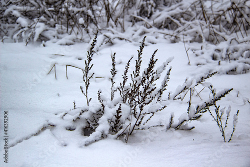 Beautiful winter background with grass and weeds frozen under the snow and frost. Dry plants branch under the snow