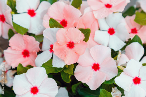 Catharanthus flowers. Summer pink white flowers in drops of morning dew. Close up street lawn flower bed of tropical flowers, natural background. © Beton Studio