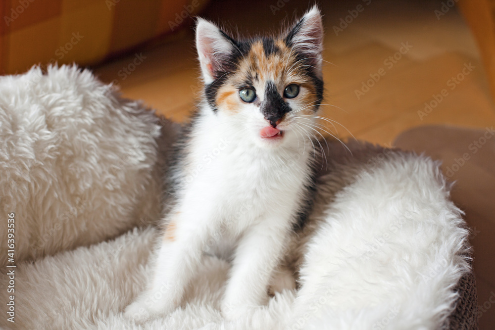 Cute Little Kitten on a comfort Bed. Calico cat - Tricolor cat (orange-red, white and black). Adoption a tricolor cat can bring a luck and good fortune. Tricolor cat is a lucky charm.