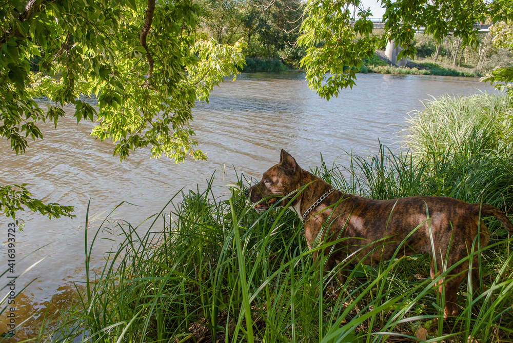 Naklejka premium Tiger Staffordshire terrier close to river in park