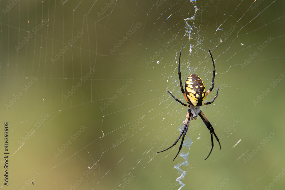 yellow and black garden spider sets the trap yellow and black garden spider sets the trap