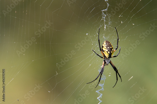 yellow and black garden spider sets the trap