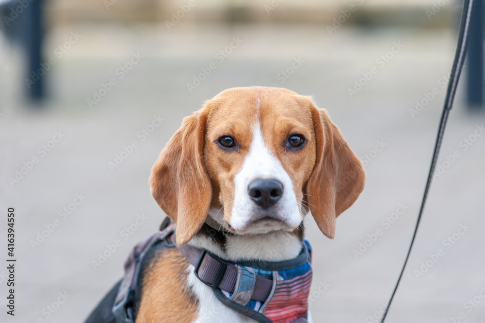 Close-up portrait of a cute beagle puppy