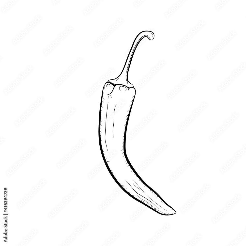 Sketch of hot pepper. Sketch of hot pepper.