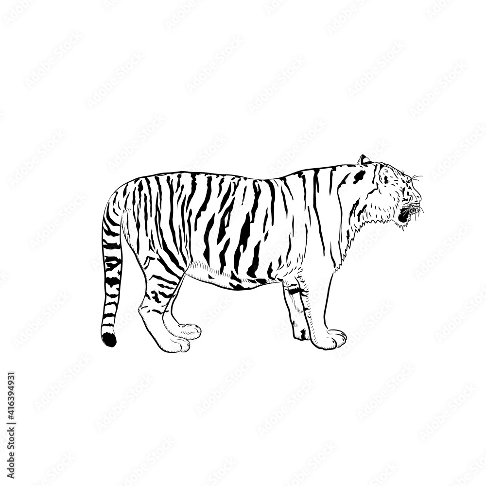Obraz premium Sketch of tiger.
