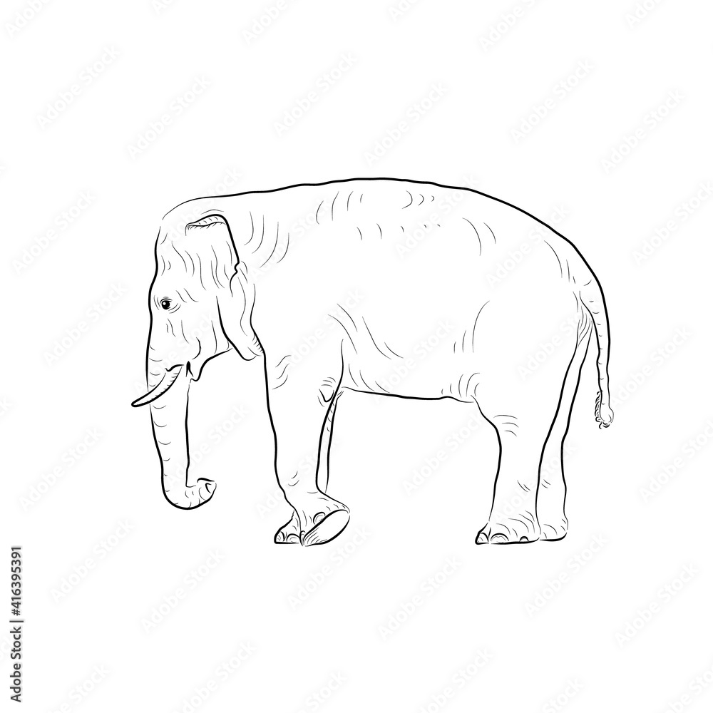 Sketch of walking elephant.Hand made. Sketch of walking elephant.Hand made.