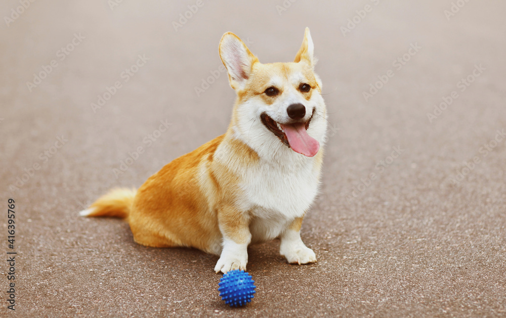 Close up happy dog Welsh Corgi Pembroke with rubber ball toy in a city